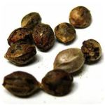 Семена марихуаны АК-47  (Seeds AK-47) в Нижневартовске